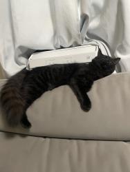 Reunited Female Cat last seen Pembroke, Bethlehem, PA 18017