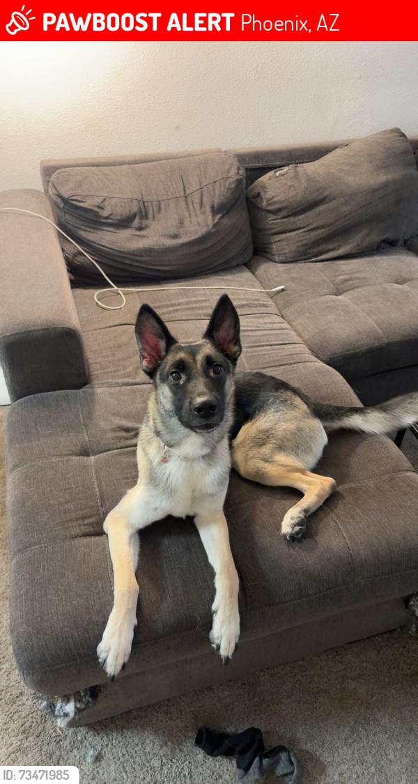 Lost Female Dog last seen Rise midtown apmts, Phoenix, AZ 85016
