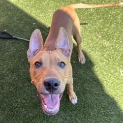 Shelter Stray Male Dog last seen , Animal Care & Control Team of Philly, 111 W Hunting Park Ave, Philadelphia, PA 19140, USA