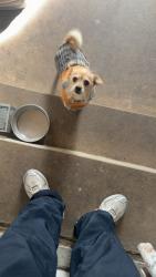 Lost Male Dog last seen near st thomas church, Tulsa, OK 74129