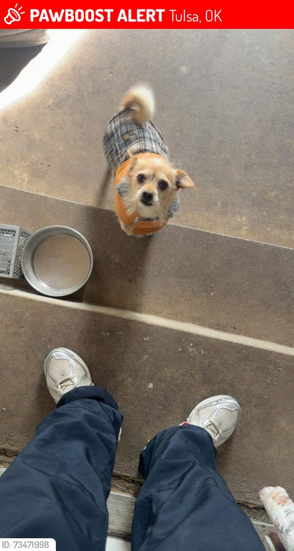 Lost Male Dog last seen near st thomas church, Tulsa, OK 74129