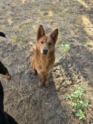 Reunited Female Dog last seen Council and NW 10th street, near the river and walking trail., Oklahoma City, OK 73127