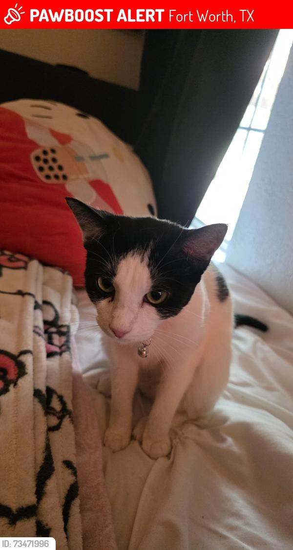Lost Female Cat last seen Between Edney St, Sharondale St, and S 6th Ave, Fort Worth, TX 76115