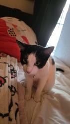 Lost Female Cat last seen Between Edney St, Sharondale St, and S 6th Ave, Fort Worth, TX 76115