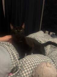 Lost Male Cat last seen Woodsome park, Merseyside, England 