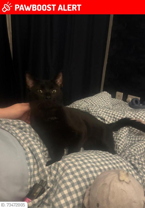 Lost Male Cat last seen Woodsome park, Merseyside, England 