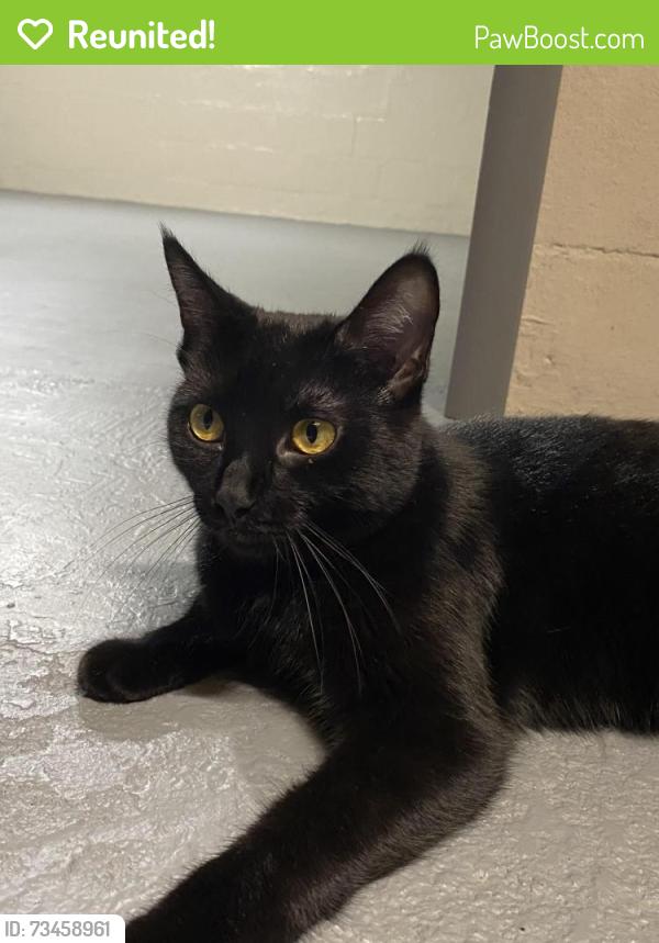 Reunited Female Cat last seen Guilford Rd, Sterling Dr, Rockford, IL 61107