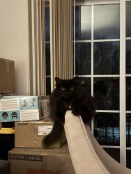 Reunited Female Cat last seen Misty Lake act Cul-de-sac, Midlothian, VA 23114