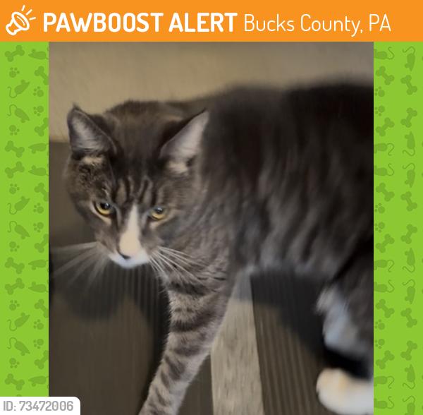 Found/Stray Unknown Cat last seen Butterworth lane Langhorne pa, Bucks County, PA 19053