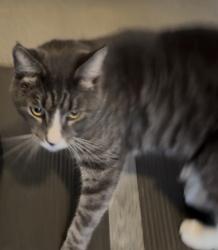 Found/Stray Unknown Cat last seen Butterworth lane Langhorne pa, Bucks County, PA 19053