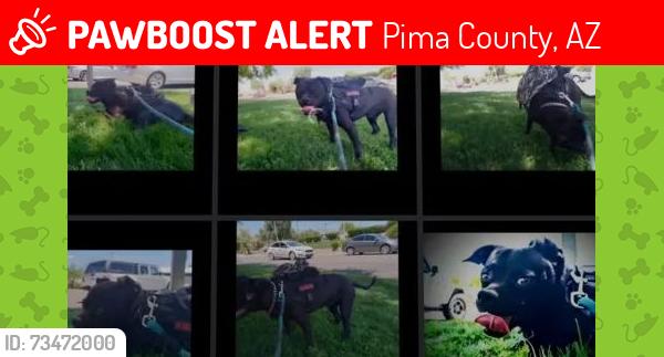 Lost Male Dog last seen W Grant Rd N silverbell juhan park, Pima County, AZ 85653