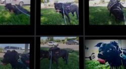 Lost Male Dog last seen W Grant Rd N silverbell juhan park, Pima County, AZ 85653