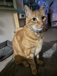 Lost Male Cat last seen Jersey Dr, Rocklin, CA 95765