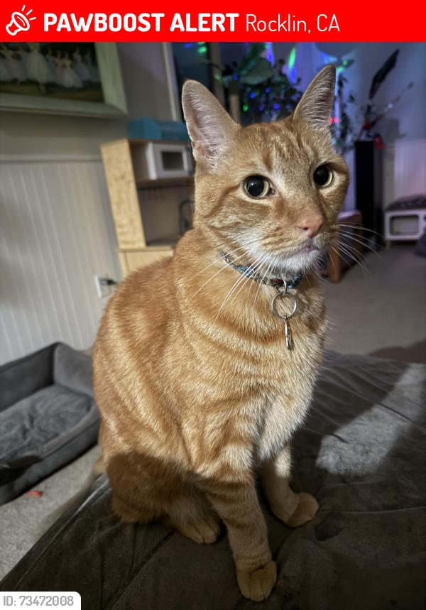 Lost Male Cat last seen Jersey Dr, Rocklin, CA 95765