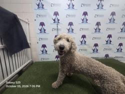 Shelter Stray Male Dog last seen , 2769 Conroy Rd, Orlando, FL 32839, USA