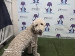 Shelter Stray Male Dog last seen , 2769 Conroy Rd, Orlando, FL 32839, USA