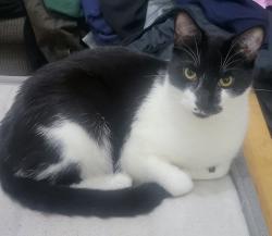 Reunited Male Cat last seen Sopwith road,Johnson road,Bleriot road, Greater London, England TW5 9LA