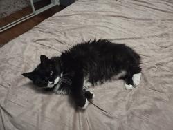 Reunited Male Cat last seen Prospect and morrow, Long Branch, NJ 07740