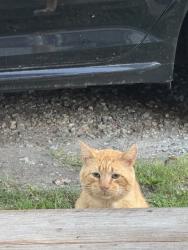 Found/Stray Male Cat last seen Union st, dillard st, Greensboro, NC 27403