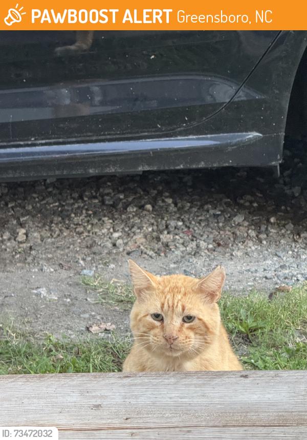 Found/Stray Male Cat last seen Union st, dillard st, Greensboro, NC 27403