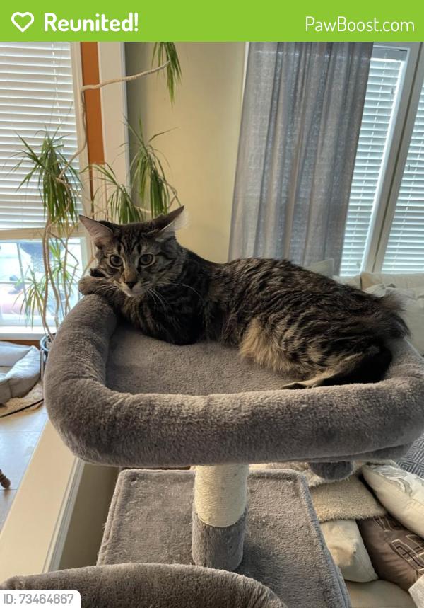 Reunited Male Cat last seen Manor hse Drive and Misty Hill Lane, Charlotte, NC 28270