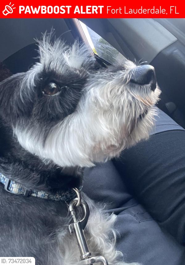 Lost Female Dog last seen Commercial and Andrews, Fort Lauderdale, FL 33309