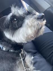 Lost Female Dog last seen Commercial and Andrews, Fort Lauderdale, FL 33309