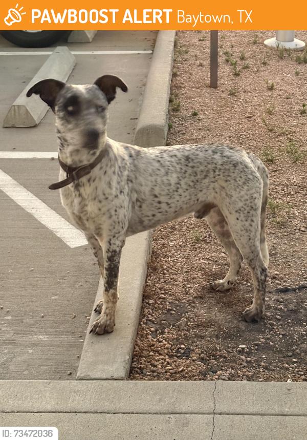 Found/Stray Male Dog last seen Koppel and 1405, Baytown, TX 77523