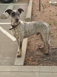 Found/Stray Male Dog last seen Koppel and 1405, Baytown, TX 77523