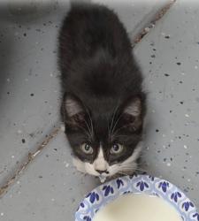 Found/Stray Unknown Cat last seen Winding vista common {Ponderosa Heights community), Fremont, CA 94539