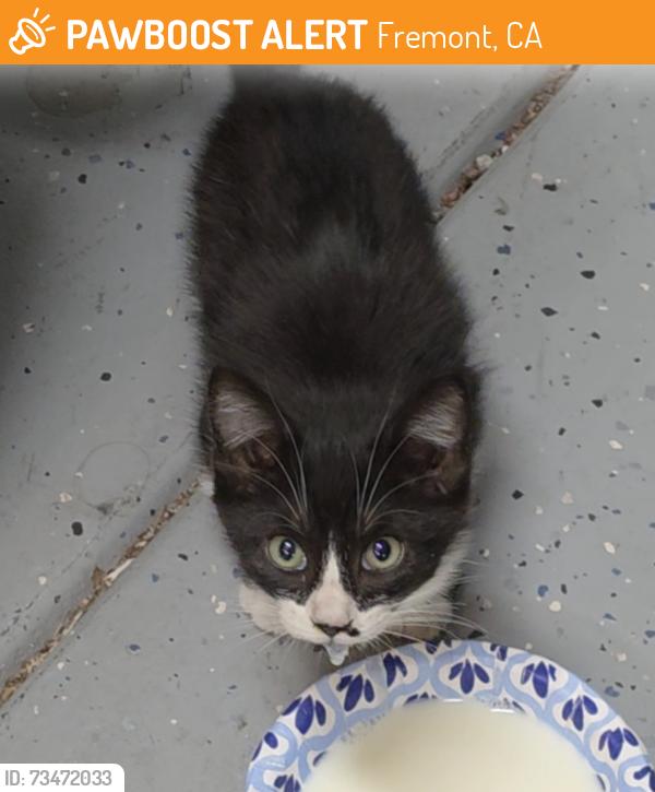 Found/Stray Unknown Cat last seen Winding vista common {Ponderosa Heights community), Fremont, CA 94539