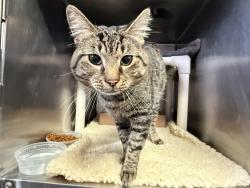 Shelter Stray Male Cat last seen BRONX, NY, 10461, 326 E 110th St, New York, NY 10029, USA