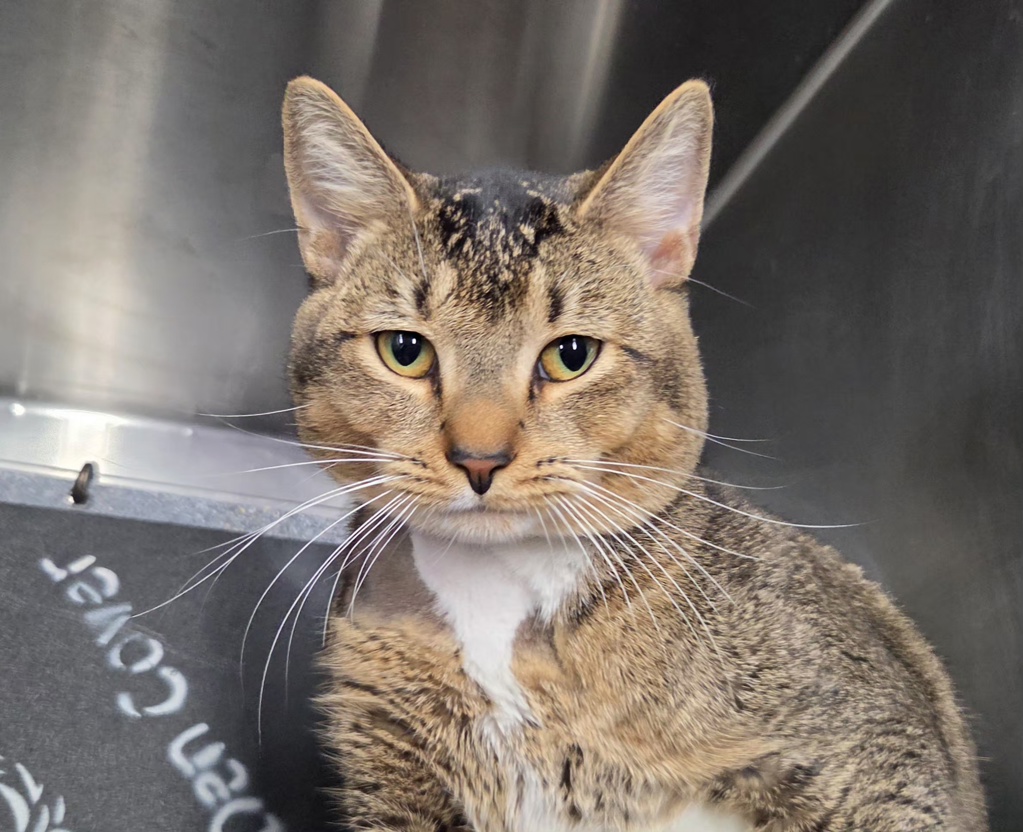 Shelter Stray Male Cat last seen Near W 145th Street, NEW YORK, NY, 10031, 326 E 110th St, New York, NY 10029, USA