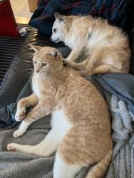 Reunited Male Cat last seen Avenue B and PCH, Redondo Beach, CA 90277