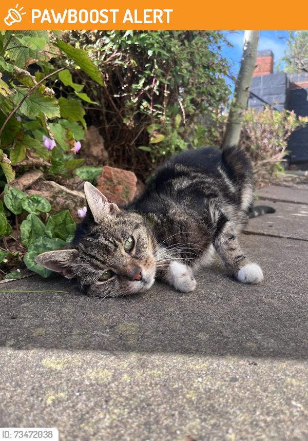 Found/Stray Female Cat last seen WV6 Tettenhall Road, Newbridge street, West Midlands, England 