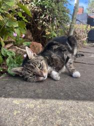 Found/Stray Female Cat last seen WV6 Tettenhall Road, Newbridge street, West Midlands, England 