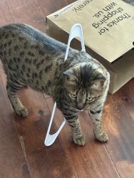 Reunited Male Cat last seen 5th and Bridge, Brighton, CO 80601