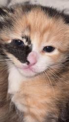 Lost Female Cat last seen Near lighted way, Indian Trail, NC 28079