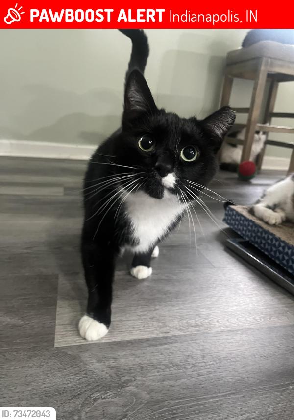 Lost Male Cat last seen Coburn Ave & Fox Hill Dr, Indianapolis, IN 46228