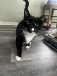 Lost Male Cat last seen Coburn Ave & Fox Hill Dr, Indianapolis, IN 46228