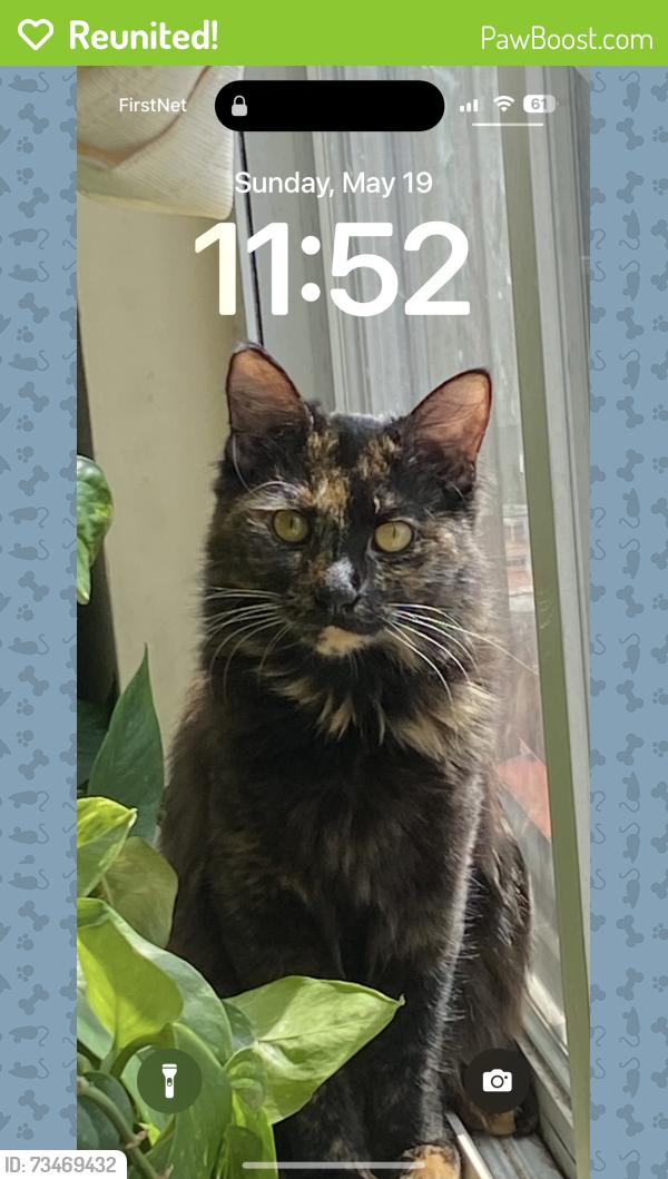 Reunited Female Cat last seen Owen PL & Trinidad Ave, Washington, DC 20002