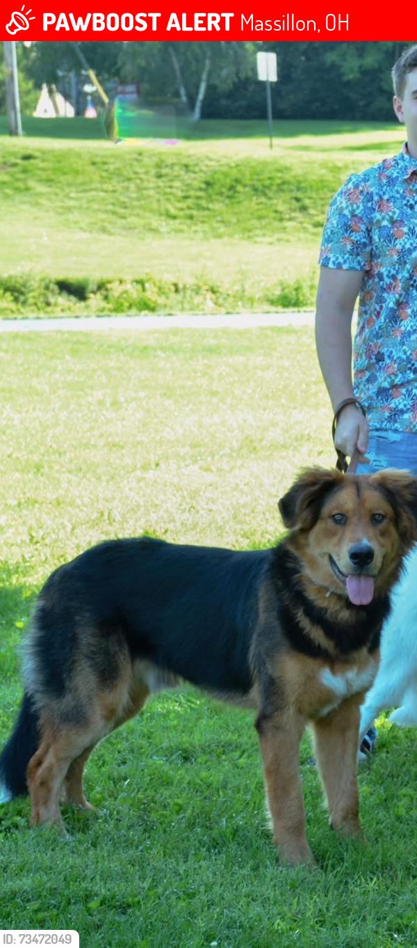 Lost Male Dog last seen Wales street, Jackson Township, OH 44646