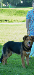 Lost Male Dog last seen Wales street, Jackson Township, OH 44646