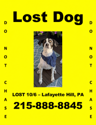 Reunited Female Dog last seen Golf View Dr & Manor Rd., Lafayette Hill, PA 19444