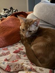 Reunited Male Cat last seen Haywood acres, Easley, SC 29640