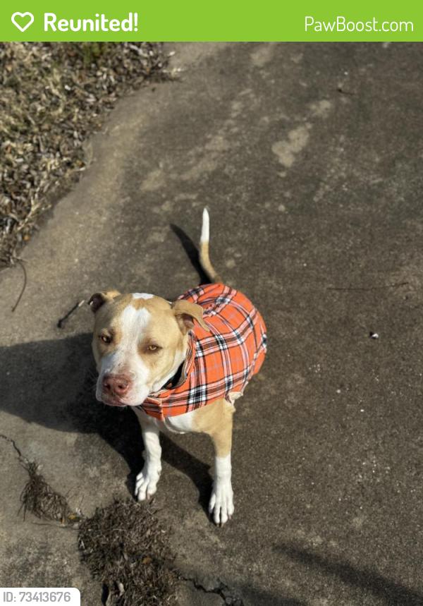 Reunited Male Dog last seen Village creek rd, Fort Worth, TX 76119