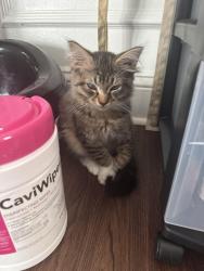 Lost Male Cat last seen Near Tanglewood Blvd orange park fl, Orange Park, FL 32065