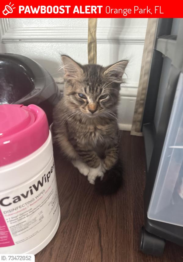 Lost Male Cat last seen Near Tanglewood Blvd orange park fl, Orange Park, FL 32065