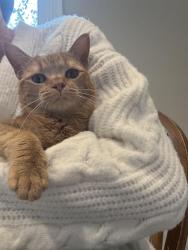 Reunited Female Cat last seen Battlefield Green neighborhood, Mechanicsville, VA 23111