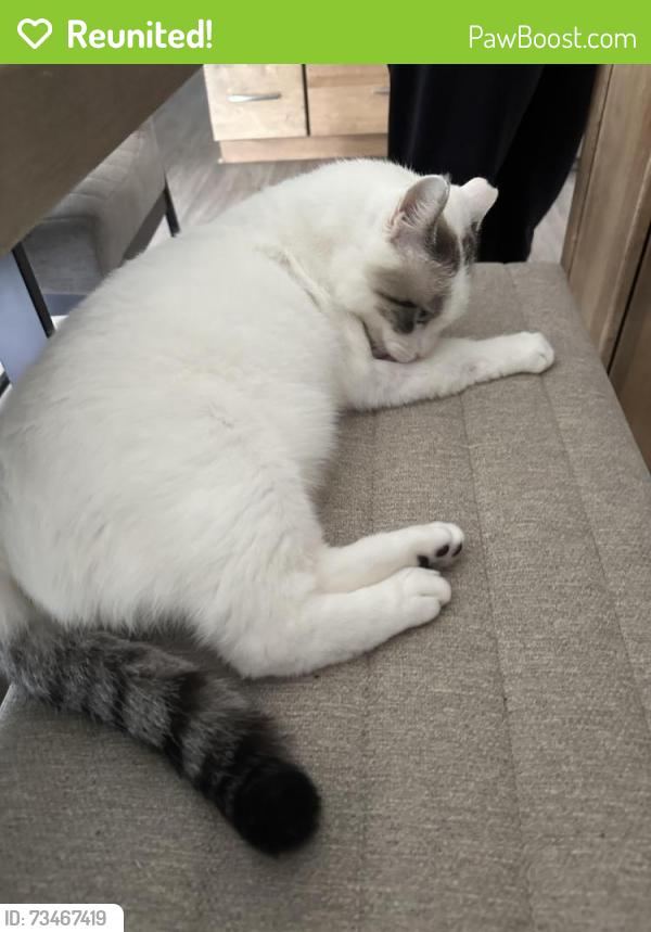 Reunited Male Cat last seen Sandpiper Dr., Anchorage, AK 99516